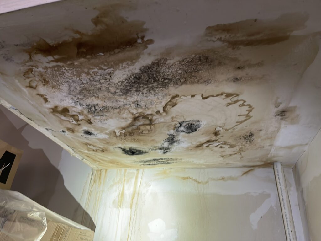 Mold Inspector